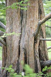 《原神》拾枝杂谈-「卡齐娜：重岩的回响」